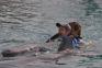 Gleich mit zwei Delphinen darf Louis schwimmen.